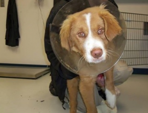 Animal Control Rescues Injured Puppy
