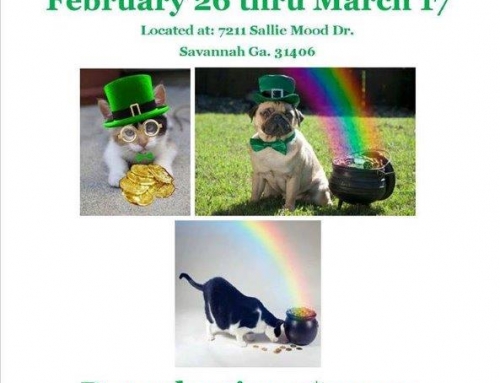Animal Control Offers St. Pat’s Pet Adoption Specials